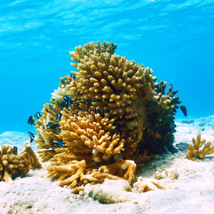 马尔代夫珊瑚礁