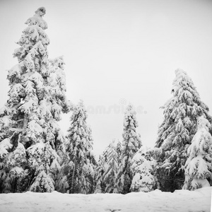 白雪覆盖的松树