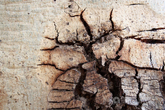 树皮开裂