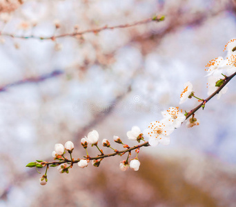 白花枝