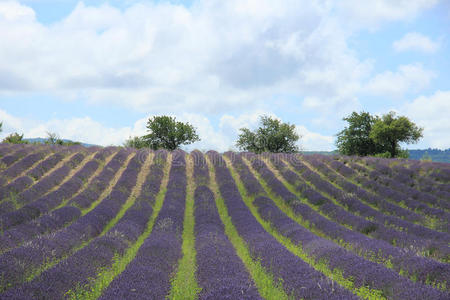 法国绍尔特附近的薰衣草田