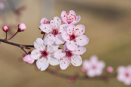 日本梅花