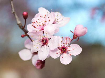 日本梅花