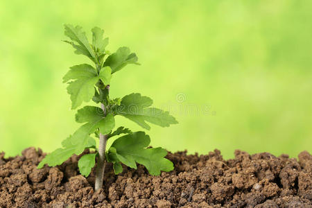 泥土中生长的小树照片