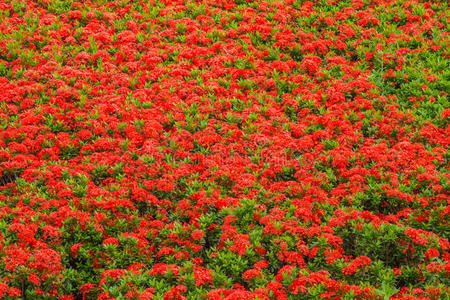 热带花红ixora COCKINEA