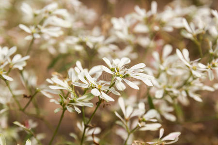 普陀白花