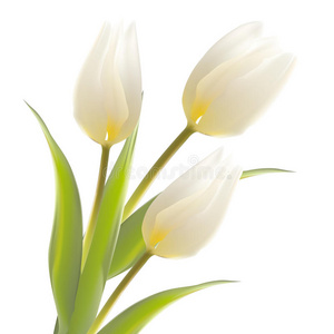 郁金香花孤立的白色。
