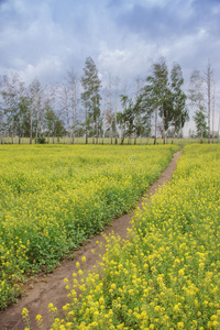 花的田野