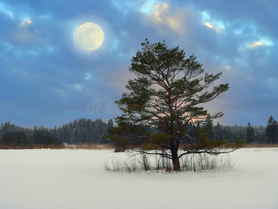 荒野中神秘的月光景色图片