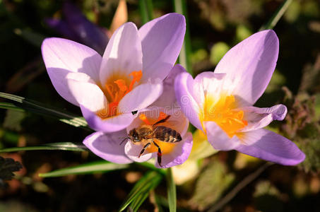 蜜蜂从番红花中收集花蜜图片