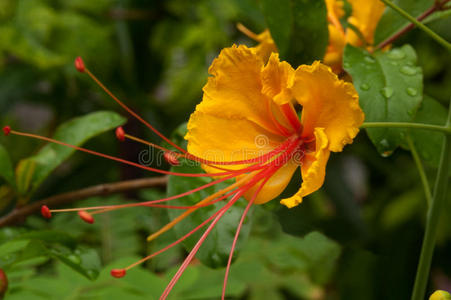 黄矮星poinciana。