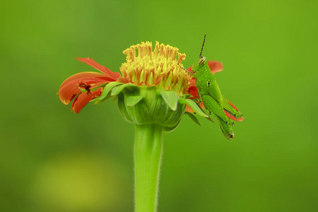 橘子花上的蚱蜢