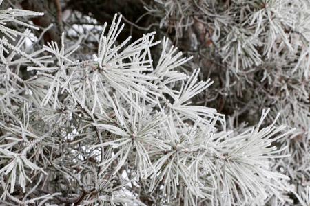 针叶树的枝条紧贴着针头，在模糊的背景上覆盖着白色的霜。 有阳光的冬天风景。 选择性聚焦。