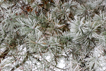 针叶树分枝关闭与针覆盖着白色的霜在模糊的背景