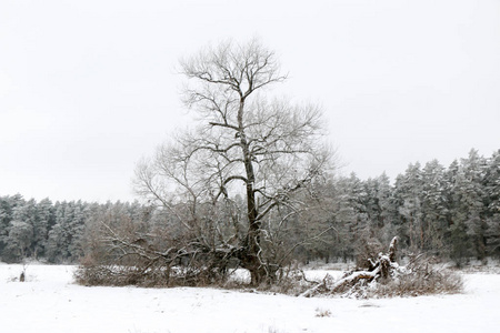 冬天树的分支在白霜在背景