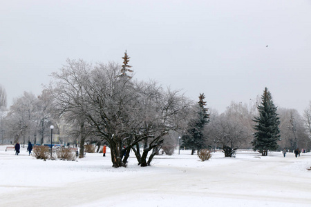 冬天树的分支在白霜在背景