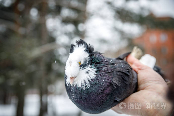 鸽子饲养员手里拿着一只纯种的鸽子