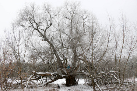 背景白雪和白色天空中的树木的冬季分支植物在霜冻和雪冬景乌克兰苏美地区的肖斯特卡