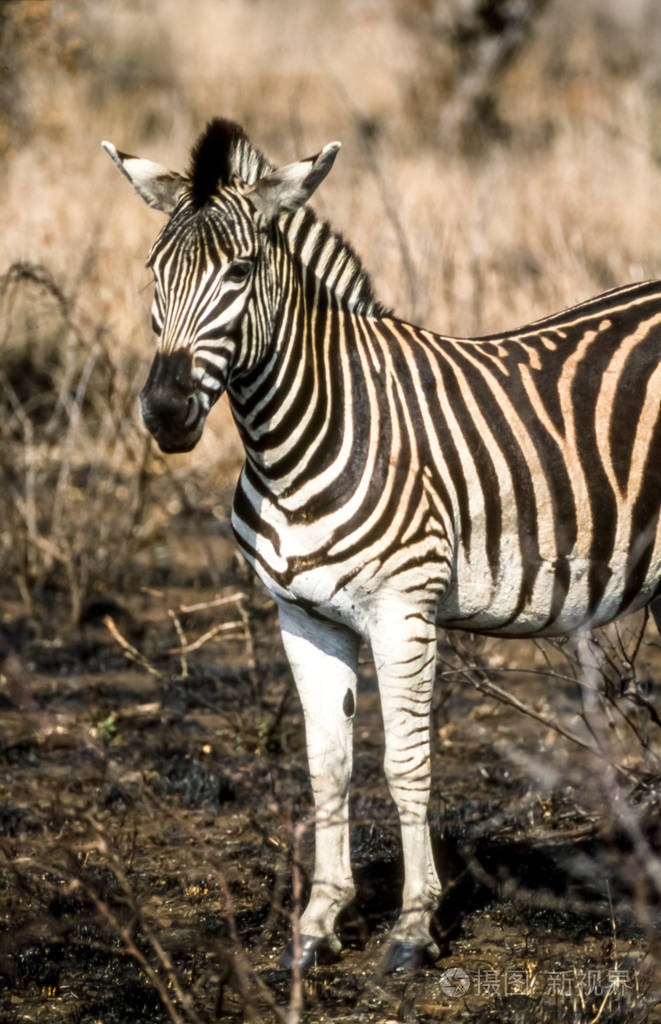 平原斑马马布切尔里克鲁格国家公园南非