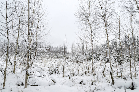 美丽的冬景树木覆盖着雪