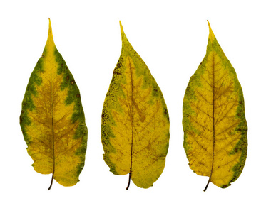 一套干燥的叶子隔离在白色背景平躺和顶部视图。 黄绿秋叶收集工作室照片