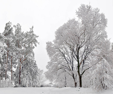 冬季景观林雪冬树木在多云的冬季天气。 冬天，大自然，宁静的景象，冬天的森林里覆盖着白雪