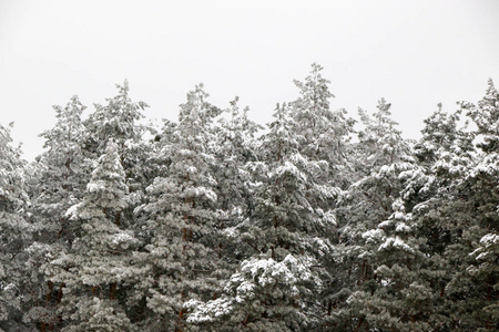 雪盖松树林的性质在暴风雪期间