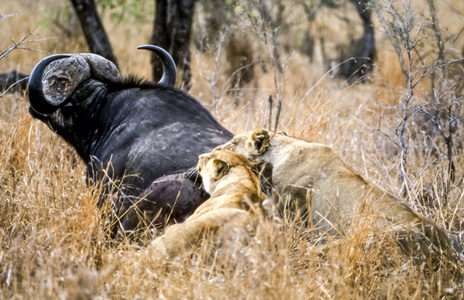 狮子潘提拉利奥克鲁格国家公园mpumalanga南非