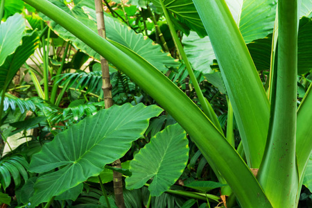 皇家植物园的热带植物