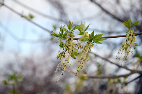 早春树芽生长新叶的披露