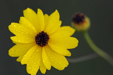 s Tickseed blooms in Big Cypress National Preserve, Florida