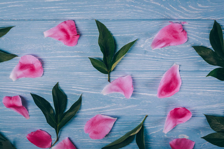 蓝色木制背景上的粉红色花瓣柔嫩牡丹