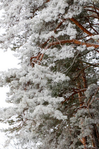 雪盖松树林的性质在暴风雪期间