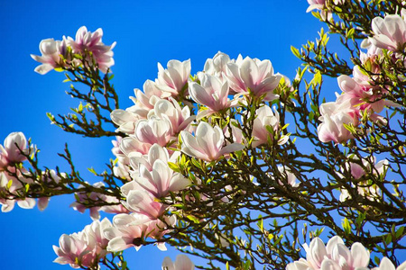 蓝色的天空有木兰花木兰花是灌木或树木，夏季或常绿