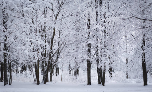 白色的冬林，霜冻覆盖的风景