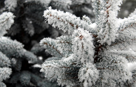 冬天洒满雪架的云杉枝