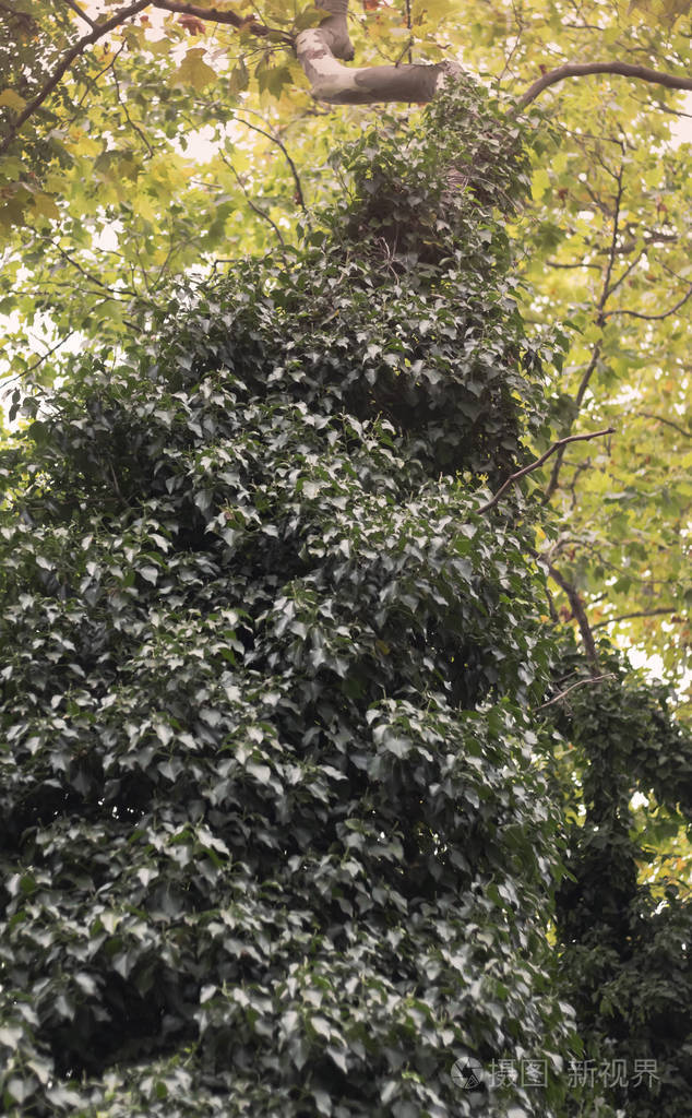 常春藤和藤蔓缠绕在森林里的一棵树上