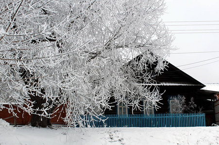 冬天的树包裹着雪，站在背景木屋里