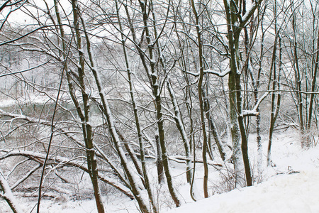 冬天。 圣诞节和新年。 一排树站在河边，雪被雪覆盖。 冬季景观