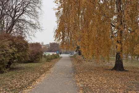 满是落叶的小巷在秋树之间，长满了红色的叶子