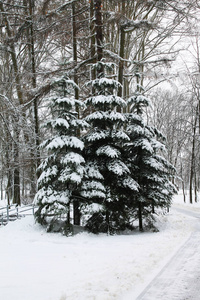 冬天。 圣诞节和新年。 圣诞树上有三个女朋友被雪覆盖。 冬季景观