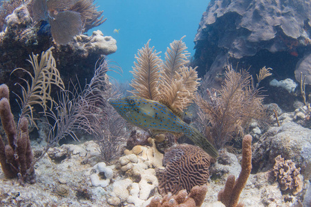 佛罗里达群岛Loe键珊瑚礁上潦草的锉鱼