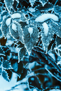 巴宝莉在雪地里合上树枝。