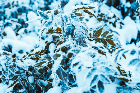 巴宝莉在雪地里合上树枝。