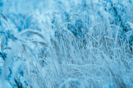 冬季下午霜冻植物。