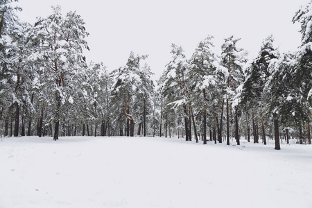 冬天的森林雪。 白雪覆盖了松树，雪中有美丽的冬景自然