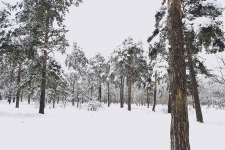 冬天的森林雪。 白雪覆盖了松树，雪中有美丽的冬景自然