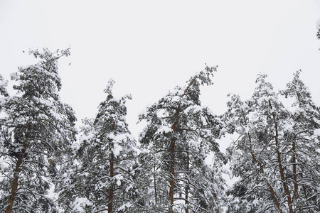 冬天的森林雪。 白雪覆盖了松树，雪中有美丽的冬景自然