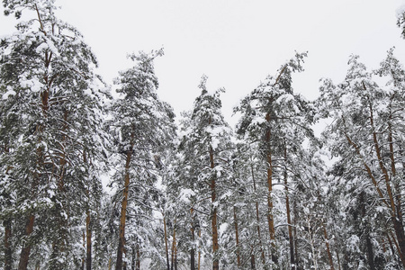 冬天的森林雪。 白雪覆盖了松树，雪中有美丽的冬景自然