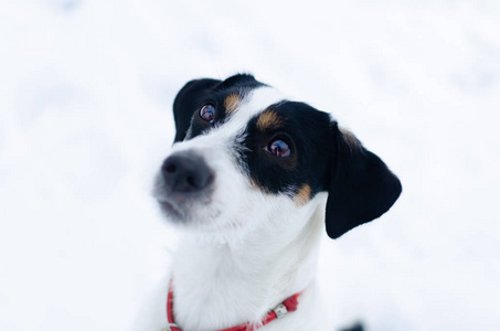 杰克拉塞尔猎犬。 冬天在户外散步。 漂亮的特写肖像。 如何保护你的宠物免受体温过低。